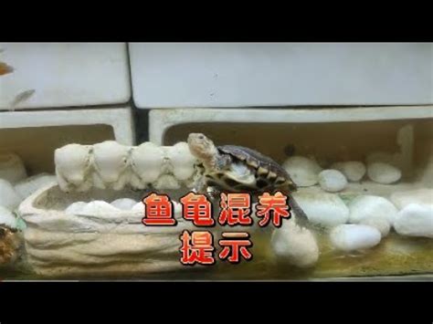 長尾龜跟魚一起養|【長尾龜跟魚一起養】魚龜共舞！長尾龜與魚的完美共養秘笈大公。